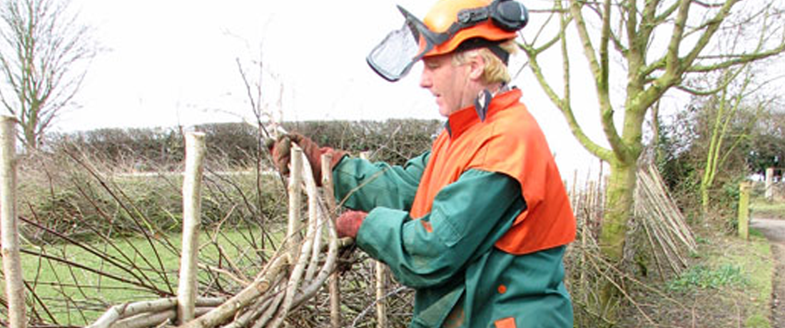 The laying of a traditional hedge