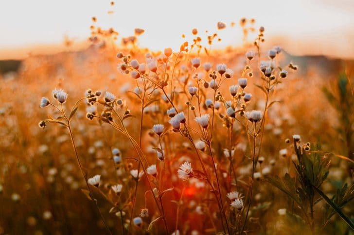 White daisy-like flowers in the sun's orange rays with the background blurred