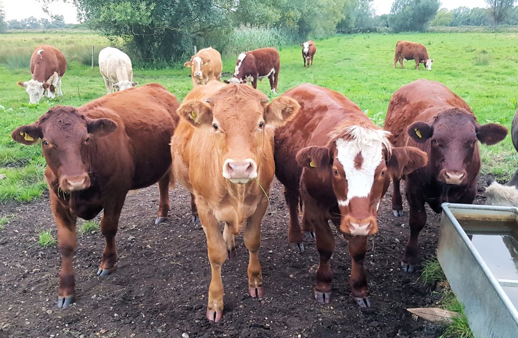 Cows in a Norfolk field by a drinking trough