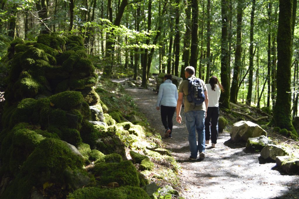 A group of adults walking in the woods