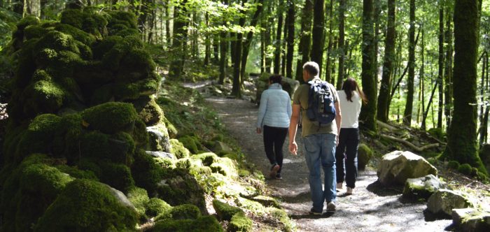 A group of adults walking in the woods
