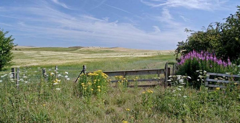 A Norfolk landscape showing green fields, wild flowers and blue skies