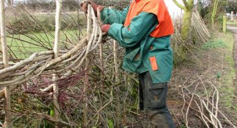 The laying of a traditional hedge