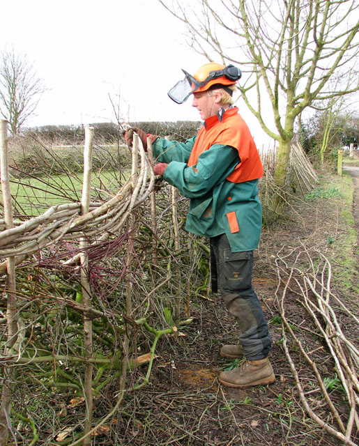 The laying of a traditional hedge