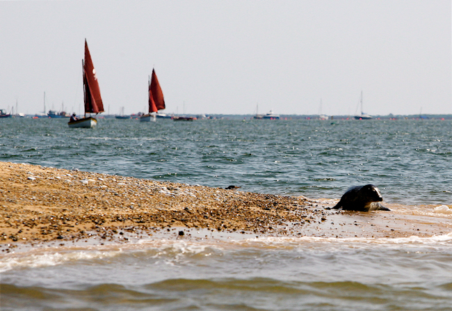 A seal on the beach at Blakeney, Norfolk