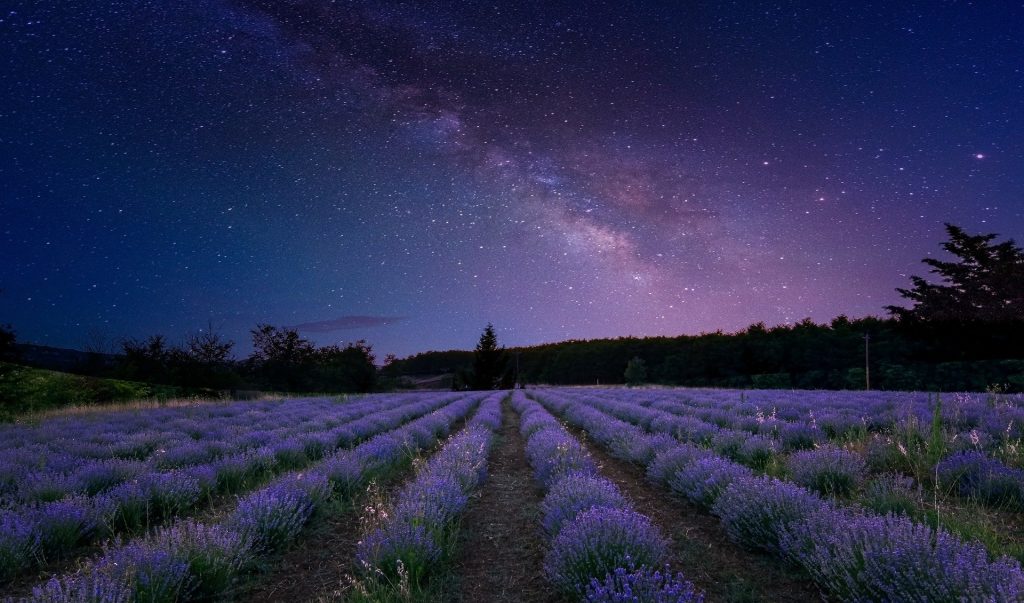 The Milky Way over lavender fields