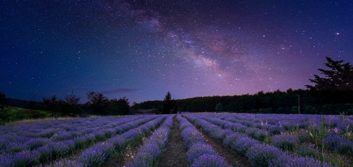 The Milky Way over lavender fields