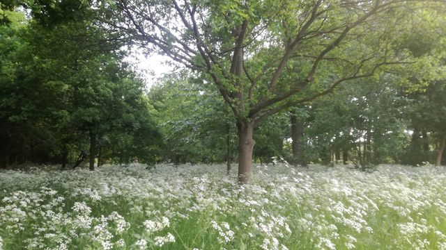 Parkway, near King's Oak Academy, in King's Lynn