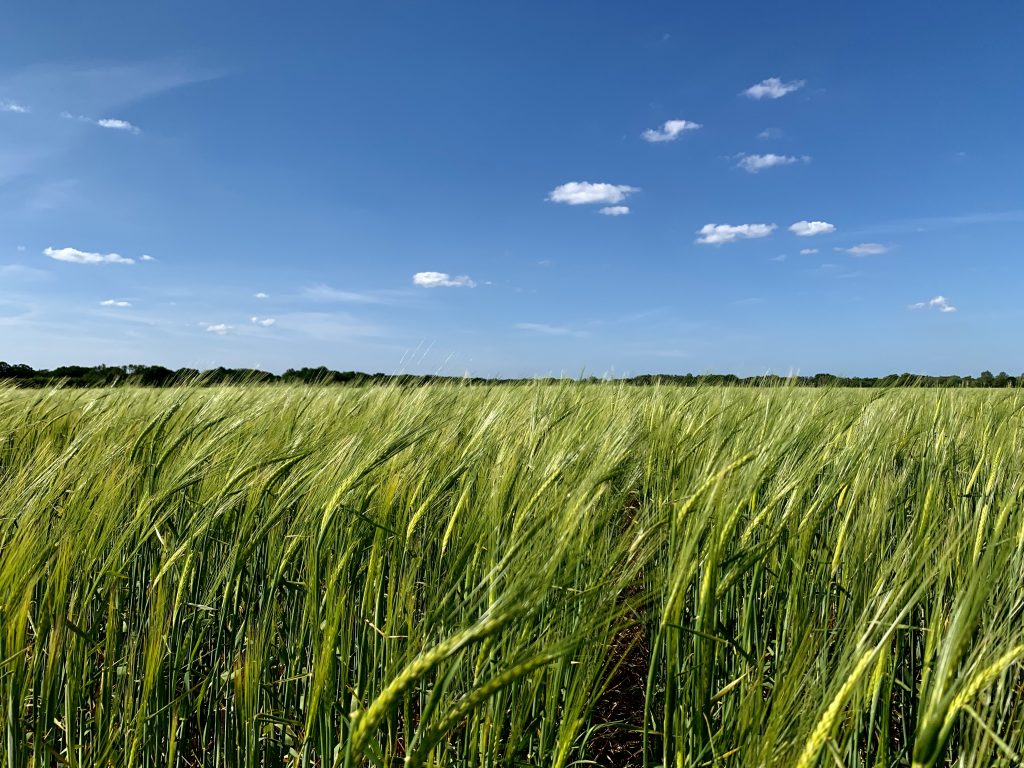 A field and blue sky in Norfolk