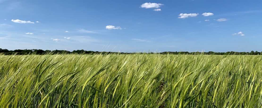 A field and blue sky in Norfolk