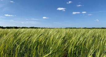 A field and blue sky in Norfolk