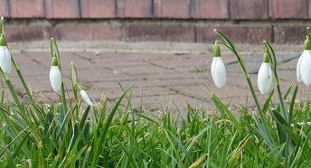 Snowdrops growing in Spring
