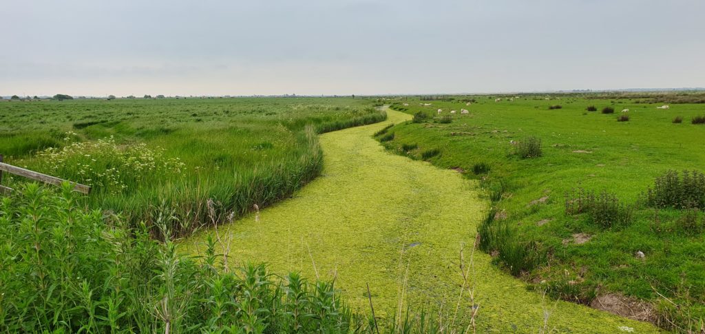 A drainage ditch on Halvergate marshes