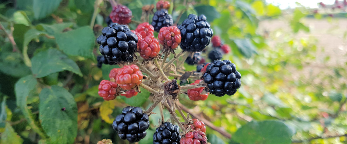 Wild blackberries growing in a hedgerow