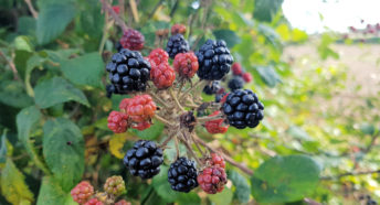 Wild blackberries growing in a hedgerow