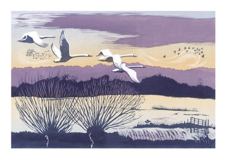 Winter Swans