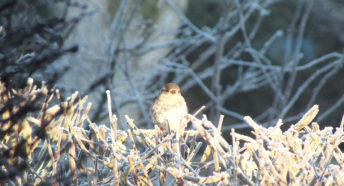 A winter sparrow in Norfolk sitting on a frosty hedgerow