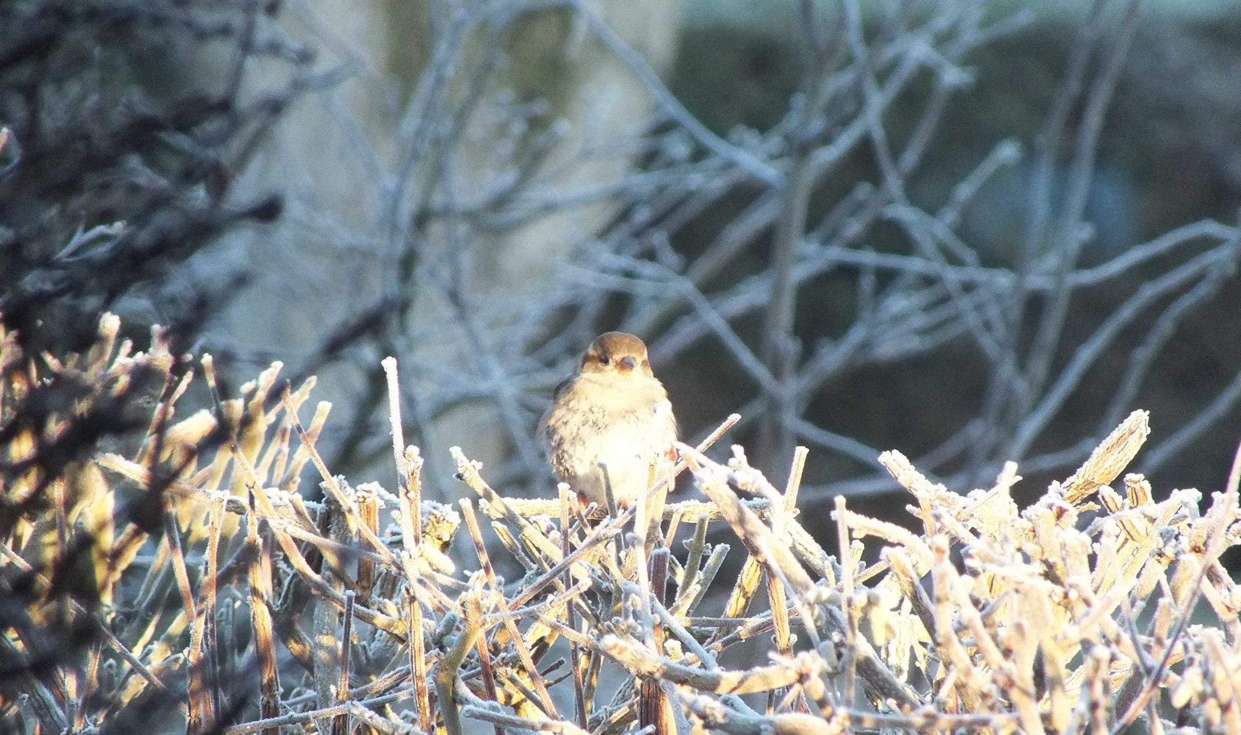 A winter sparrow in Norfolk