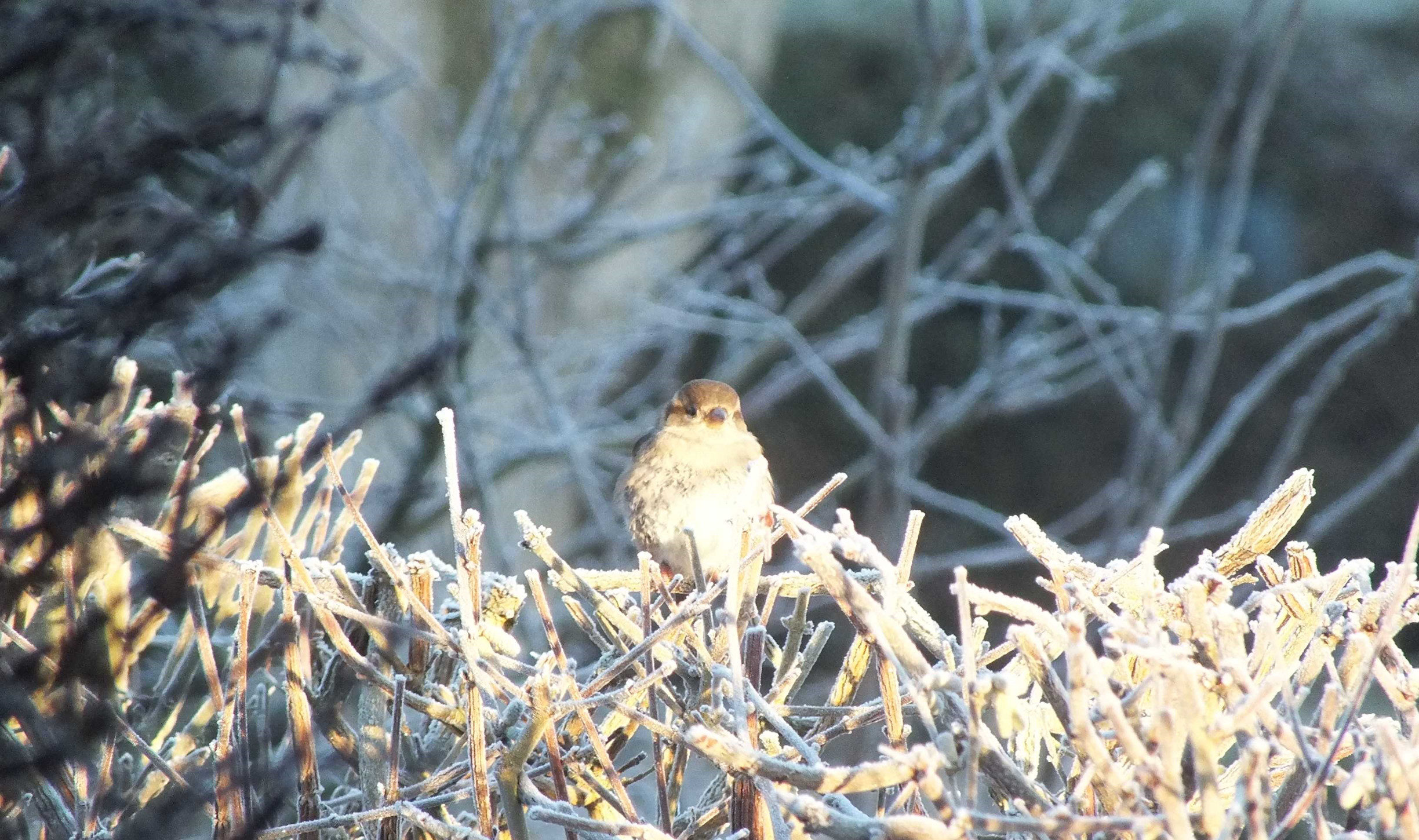 A winter sparrow in Norfolk sitting on a frosty hedgerow
