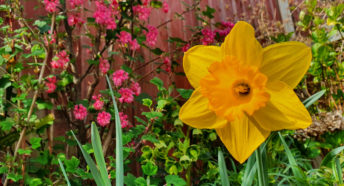 Spring flowers