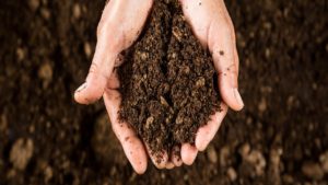 Hands holding soil