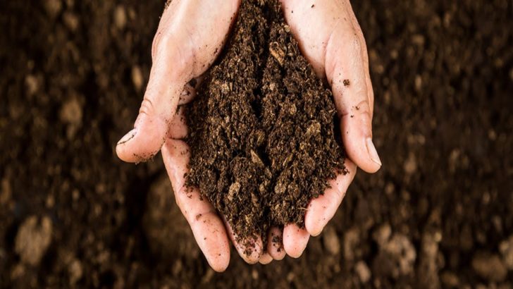 Cupped hands holding a handful of soil