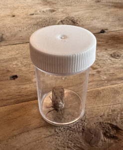 A captured moth in a jar