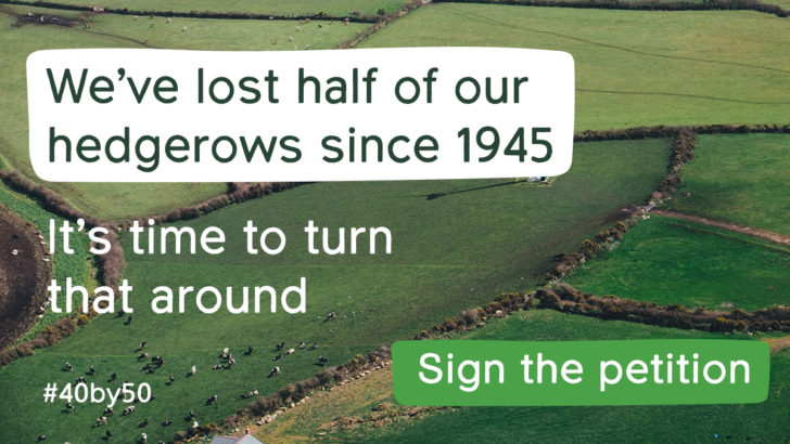 We've lost half of our hedgerows since 1945. Sign the petition.