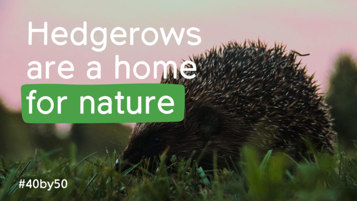 Hedgerows are a Home For Nature
