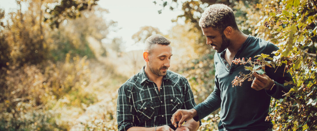 Two men picking blackberries from a hedgerow on a country path