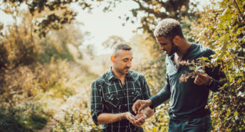 Two men picking blackberries from a hedgerow on a country path