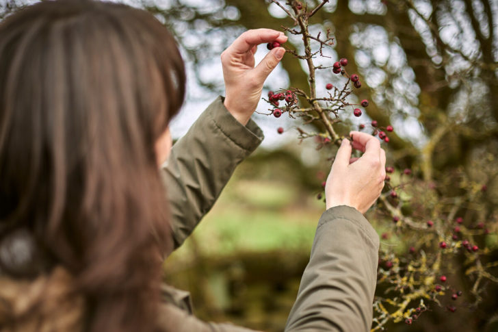 Woman picking berry from hawthorn hedge