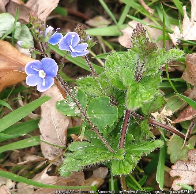 Germander Speedwell (Veronica chamaedrys)