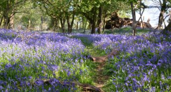 Bluebells in Roydon Woods nature reserve, Brockenhurst, UK