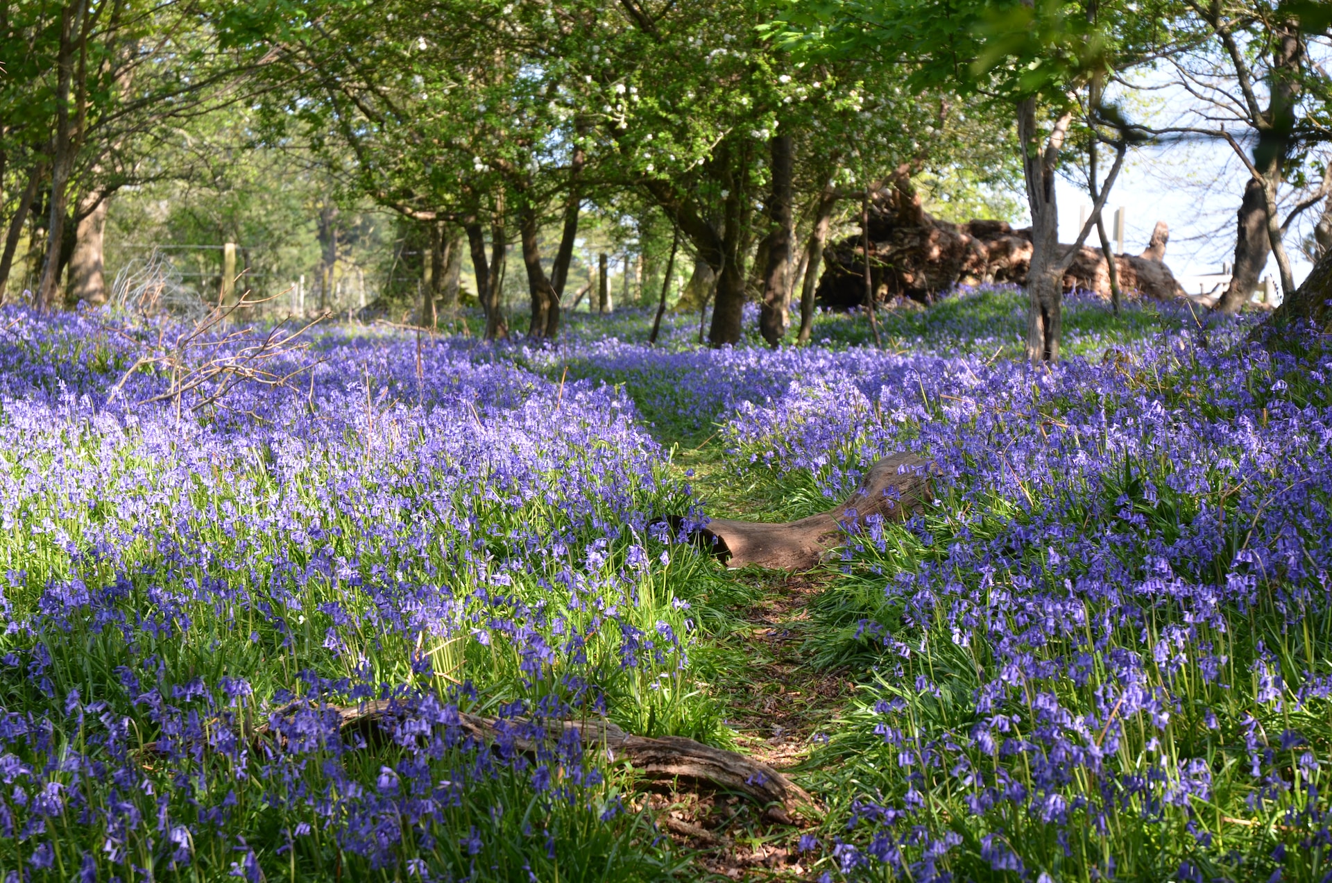 Bluebells in Roydon Woods nature reserve, Brockenhurst, UK