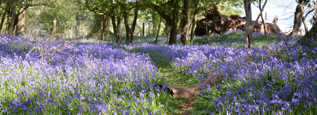 Bluebells in Roydon Woods nature reserve, Brockenhurst, UK