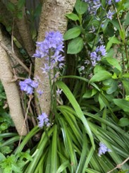 Hyacinthoide hispanica