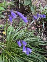 Hyacinthoides non-scripta