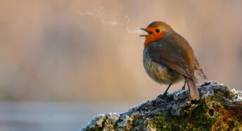 Winter Bird Song © Gavin Bickerton-Jones