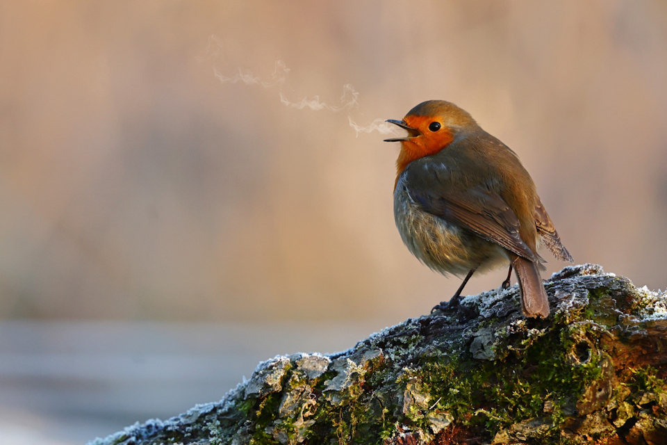 Winter Bird Song © Gavin Bickerton-Jones