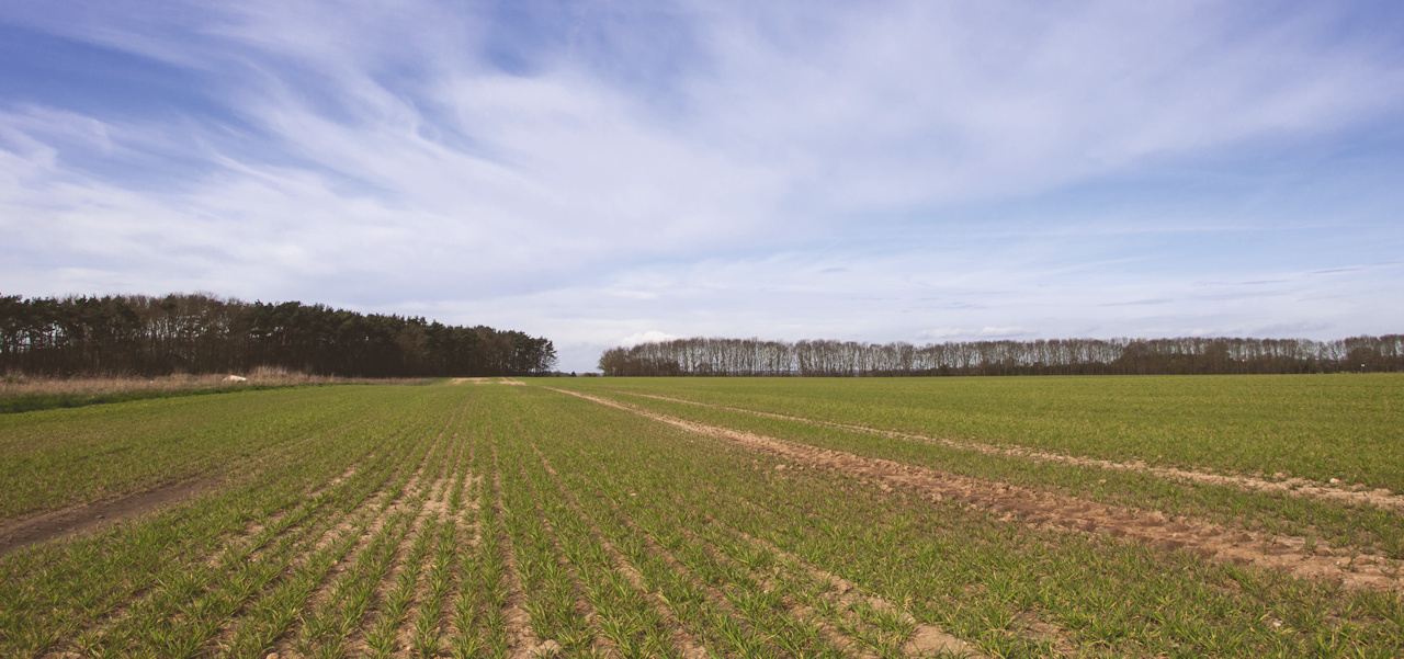 Crops growing in a Norfolk field with trees in the background and blue skies overhead.