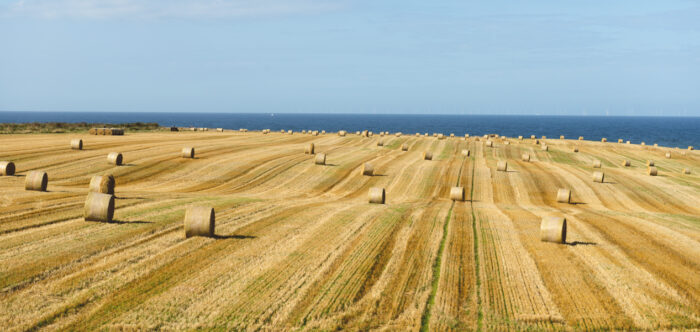 Hay Rolls in a farm field after harvest looking out to a blue sea sea with blue clear sky