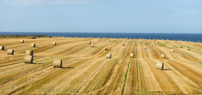 Hay Rolls in a farm field after harvest looking out to a blue sea sea with blue clear sky