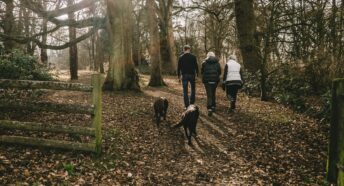 Family walking through woods with dog dappled sunlight