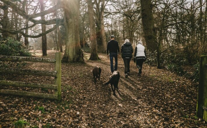 Family walking through woods with dog dappled sunlight
