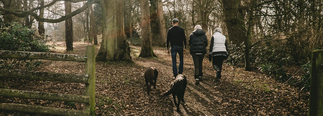 Family walking through woods with dog dappled sunlight