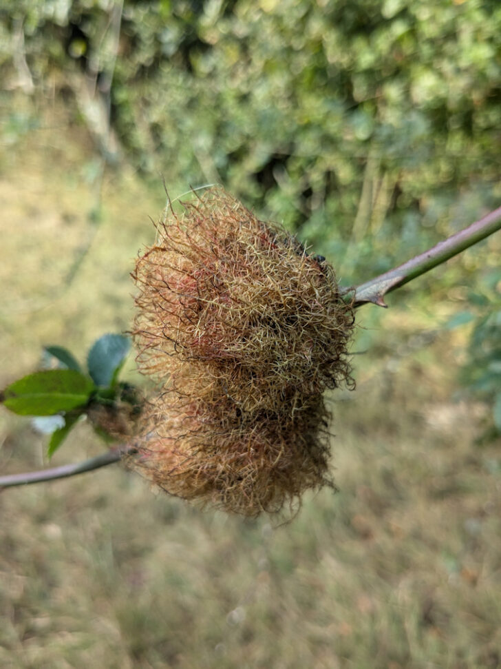 A Robin’s Pincushion growing in a Norfolk hedgerow.