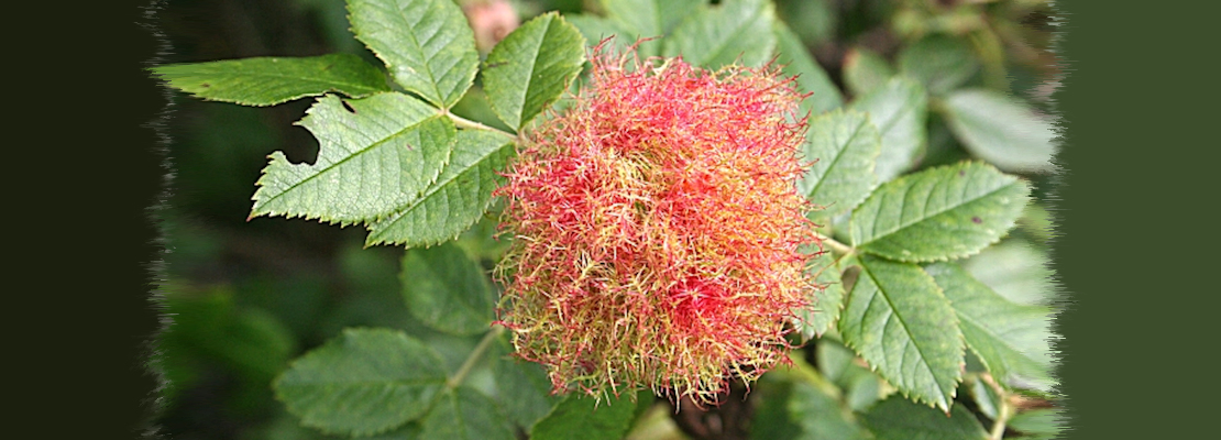 A Robin’s Pincushion growing in a wild rose bush.