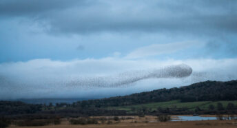 A large flock of starlings form a unique shape in the sky above a serene rural landscape at dusk