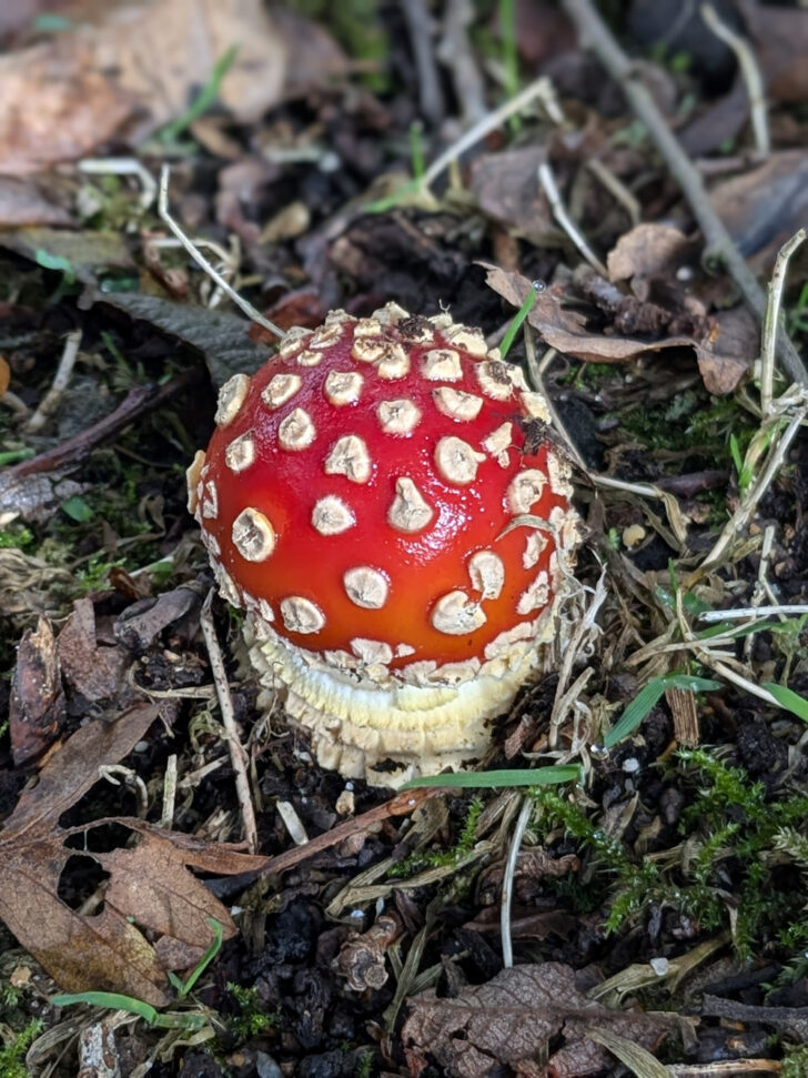 A Fly Agaric mushroom photographed at Pensthorpe nature reserve